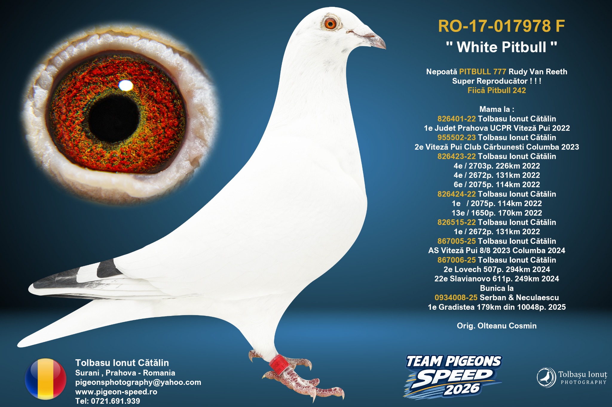TEST 3 RO-17-017978 F „White Pitbull”